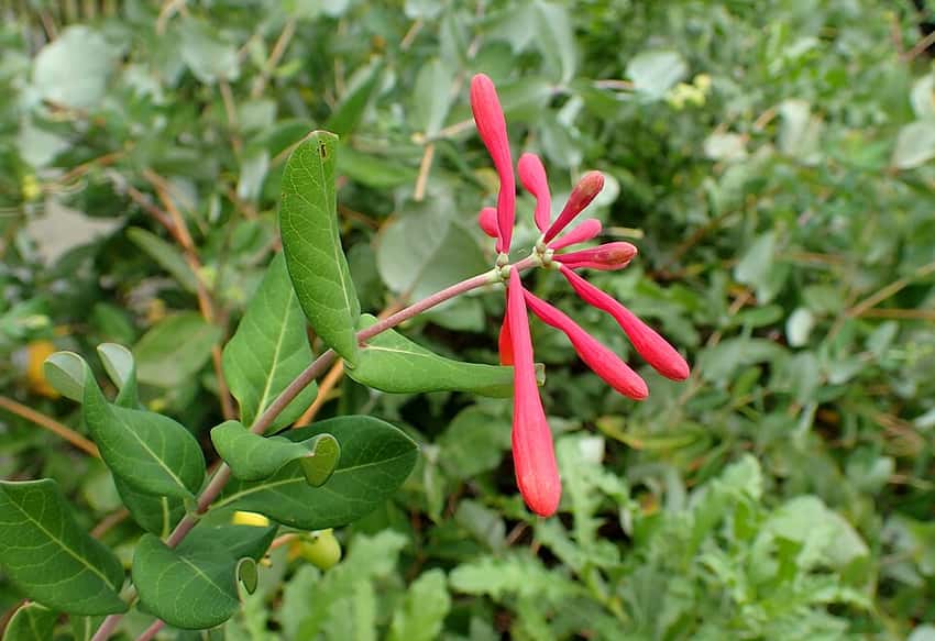 Red tubular Major Wheeler coral honeysuckle buds before opening.