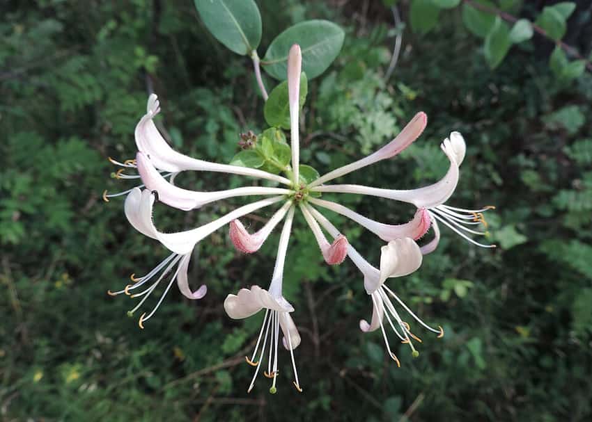 Fragrant woodbine honeysuckle flowers, representing the species rather than Peaches and Cream.