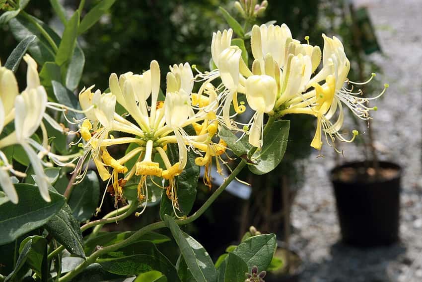 Yellow Scentsation honeysuckle flowers.