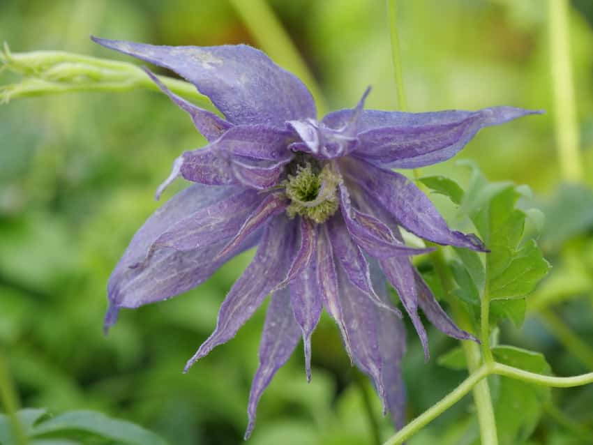 Blue-purple Sparky Blue clematis flower with pointed petals and foliage.