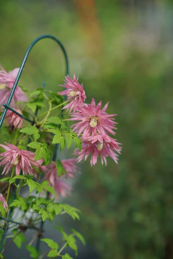 Rosy-pink Sparky Pink clematis flowers and green foliage on a trellis.