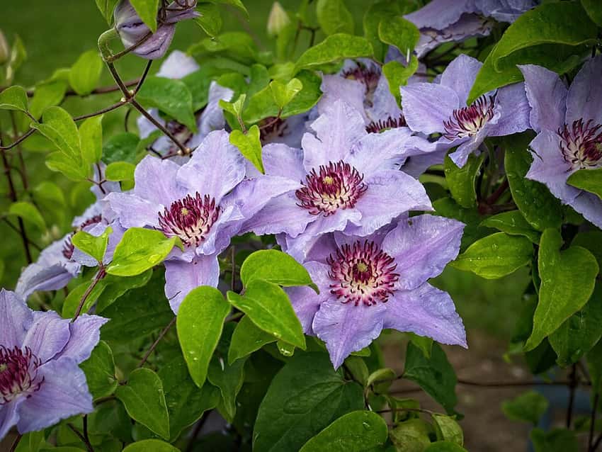Blue-violet Still Waters clematis flowers.