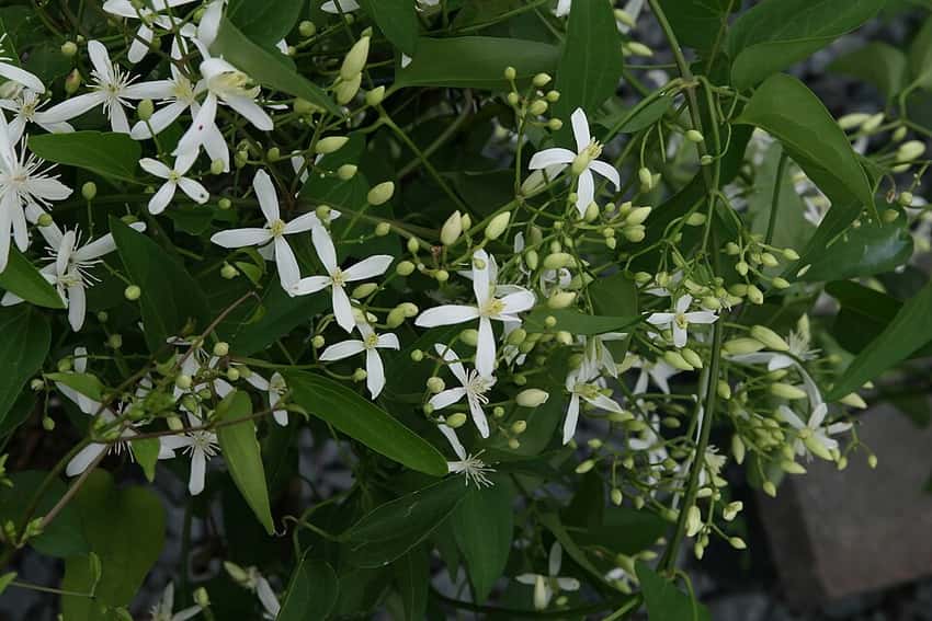 Many small white sweet autumn clematis flowers.