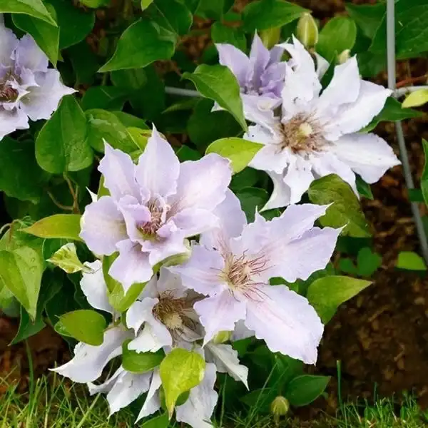 Tranquilité™ Boulevard® clematis ('Evipo111')