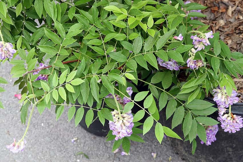 Purple flower clusters of Amethyst Falls American wisteria.