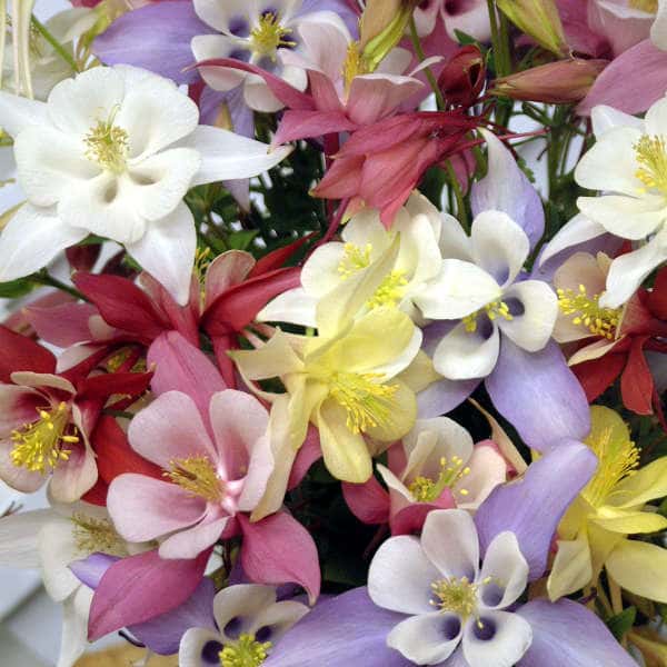 Representative white, yellow, pink, purple and red flowers from the Origami columbine mix.