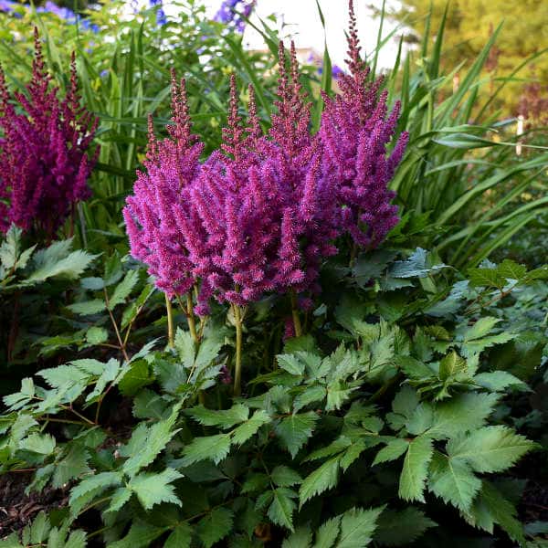 Purple Little Vision in Purple astilbe plumes above green divided leaves.