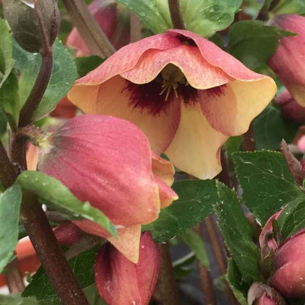 Peach-pink Sandy Shores hellebore flowers with dark burgundy centers.