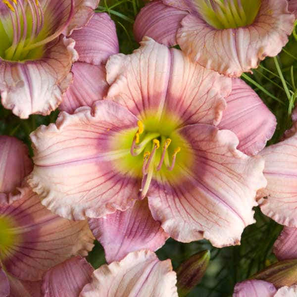 Pale pink Stephanie Returns daylilies with purple eyes and yellow-green throats.