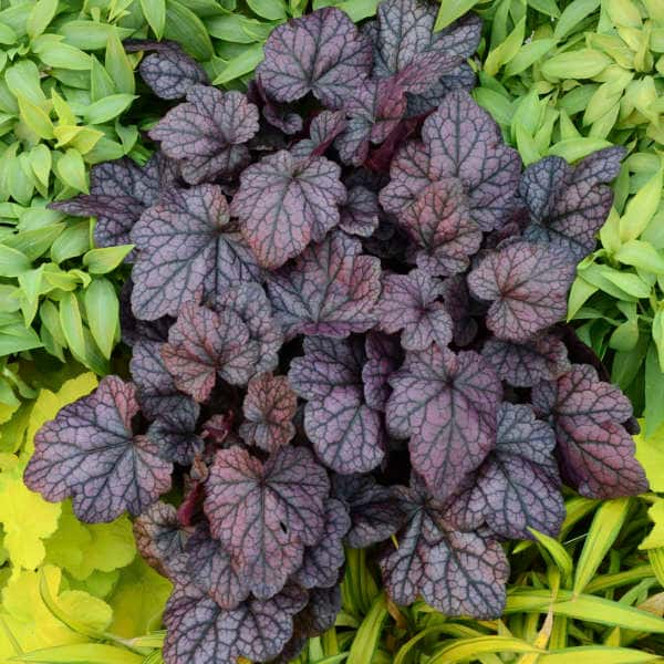 Purple Grape Expectations coral bells foliage viewed from above.