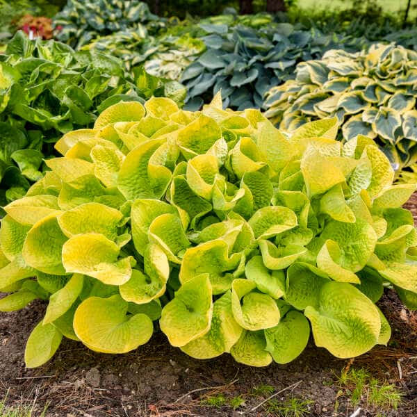 Cupped golden yellow Maui Buttercups hosta leaves in a garden.