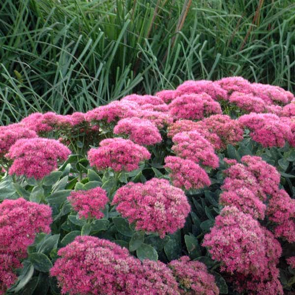 Bright pink Neon stonecrop flower heads above fleshy green foliage.