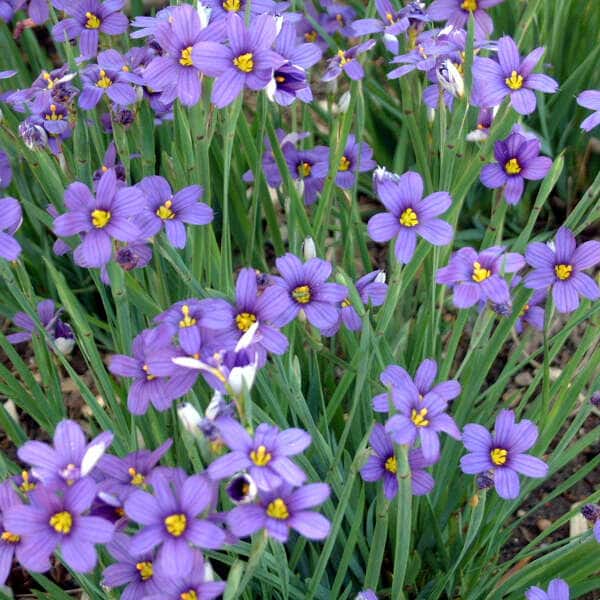 Violet-blue Lucerne blue-eyed grass flowers with yellow centers.