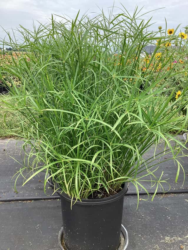 Baby Moses papyrus with fine green umbrella-like heads in a black trial container.