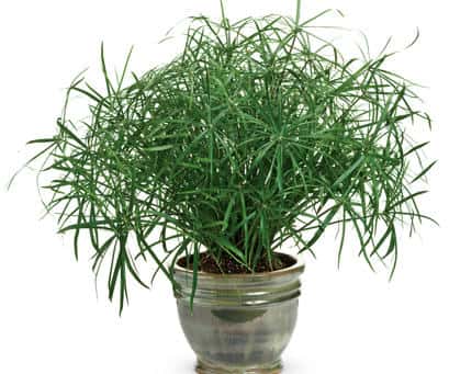 Graceful Grasses® Baby Tut®, Cyperus involucratus