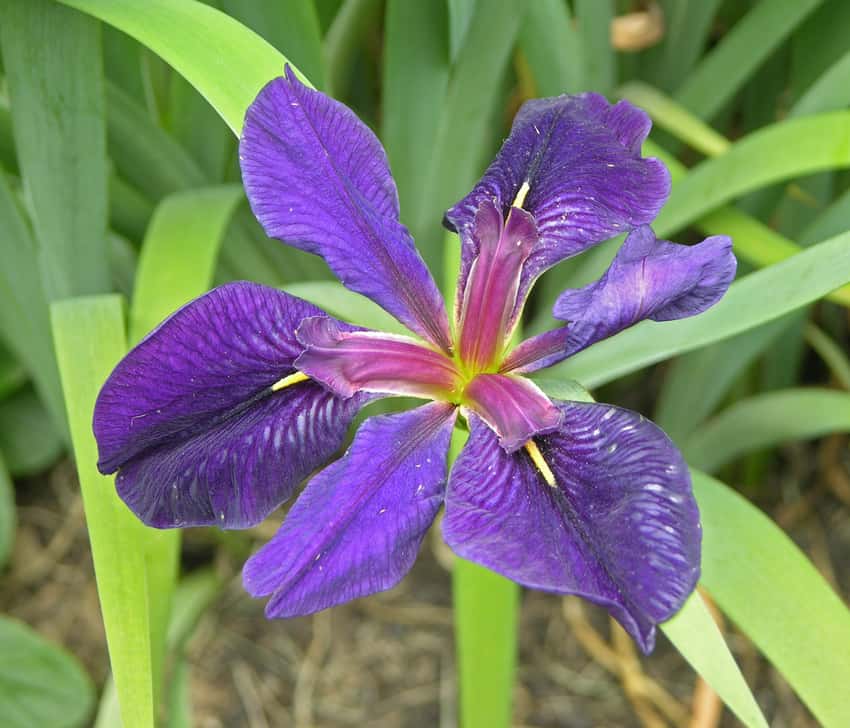 Iris 'Black Gamecock'