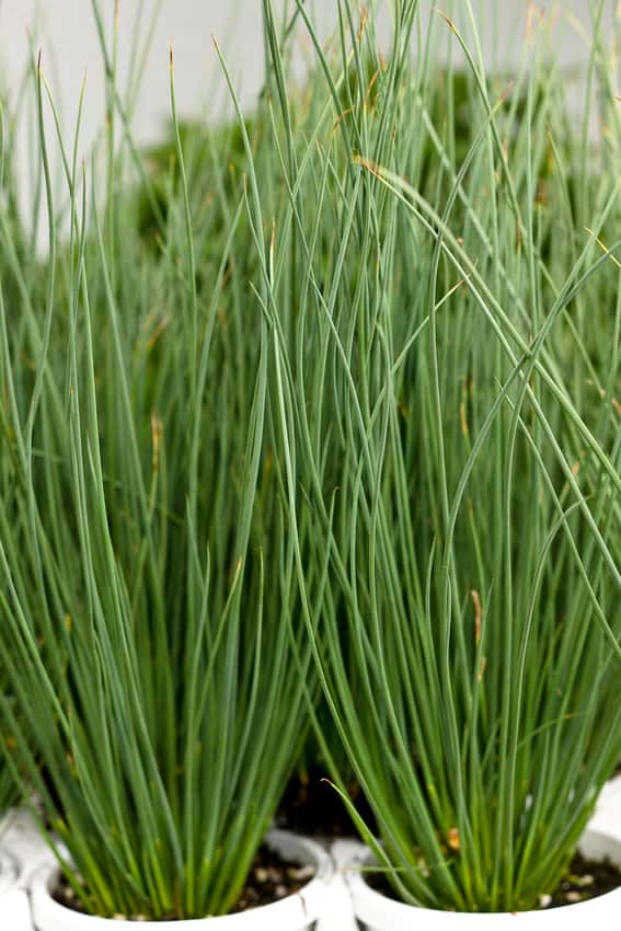 Graceful Grasses® Blue Mohawk®, Juncus inflexus