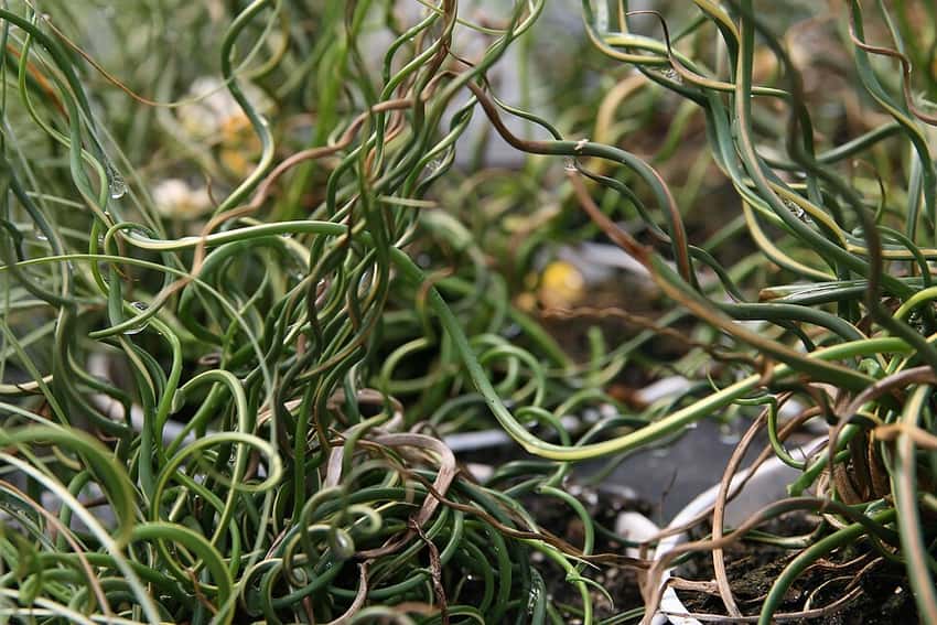 Juncus effusus 'Spiralis'