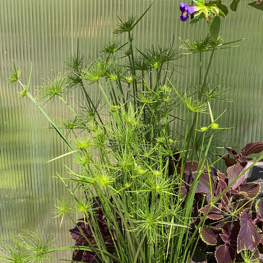 Crown of Pharaoh, Cyperus papyrus