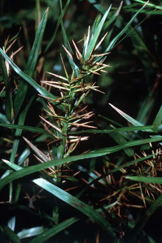 Dulichium arundinaceum