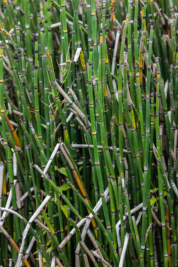Equisetum hyemale