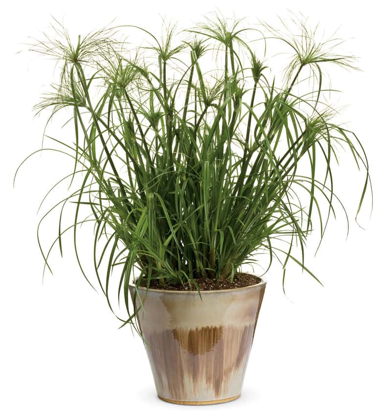 Graceful Grasses® King Tut®, Cyperus papyrus