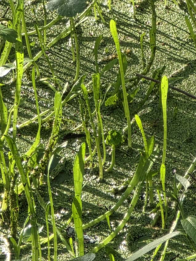 Carolina grasswort upright leaves in shallow wetland water