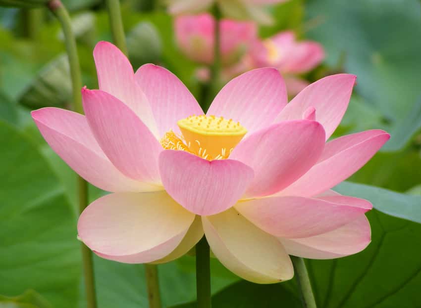 Representative lotus (Nelumbo nucifera); selection and color vary.