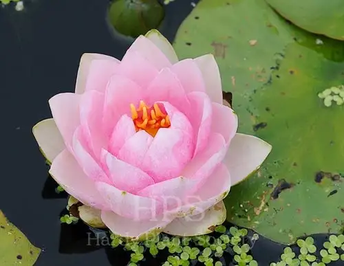 Pink Madame Wilfron Gonnère water lily blooming beside floating leaves; Hardy Plant Society watermark retained