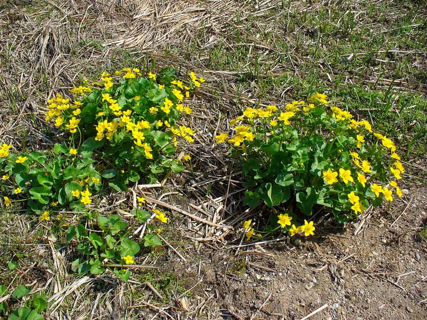 Caltha palustris
