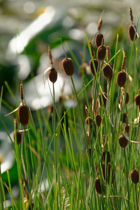 Typha minima