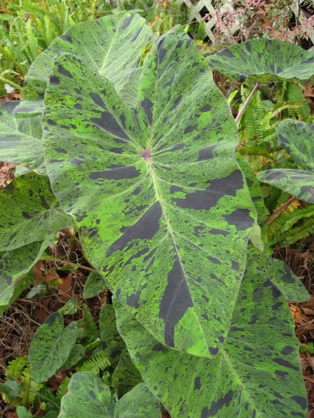 Mojito elephant ear ('Mojito')