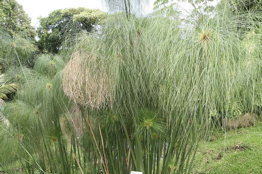 Cyperus papyrus