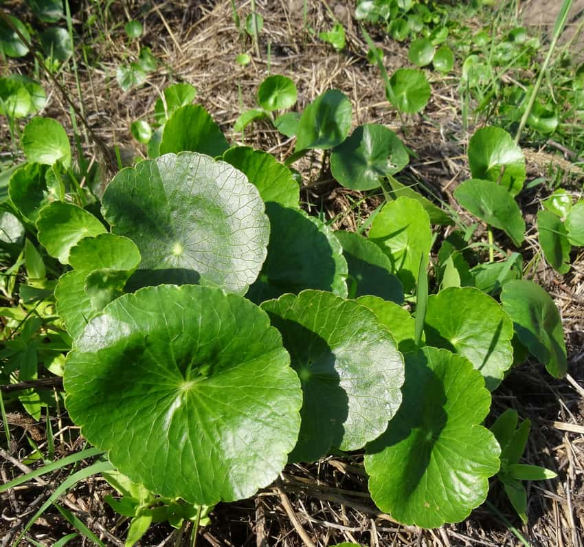Round green pennywort leaves with central stalk attachment in a wetland patch.