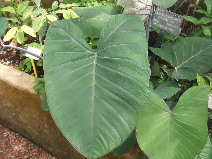 Representative green Colocasia esculenta leaves; not a verified photo of Polar Green.