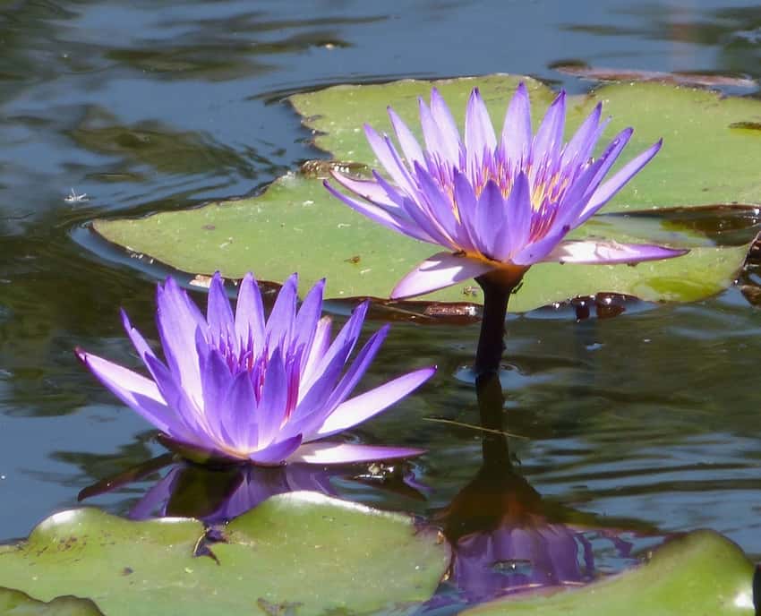 Representative purple tropical water lily (Nymphaea violacea); selection varies.