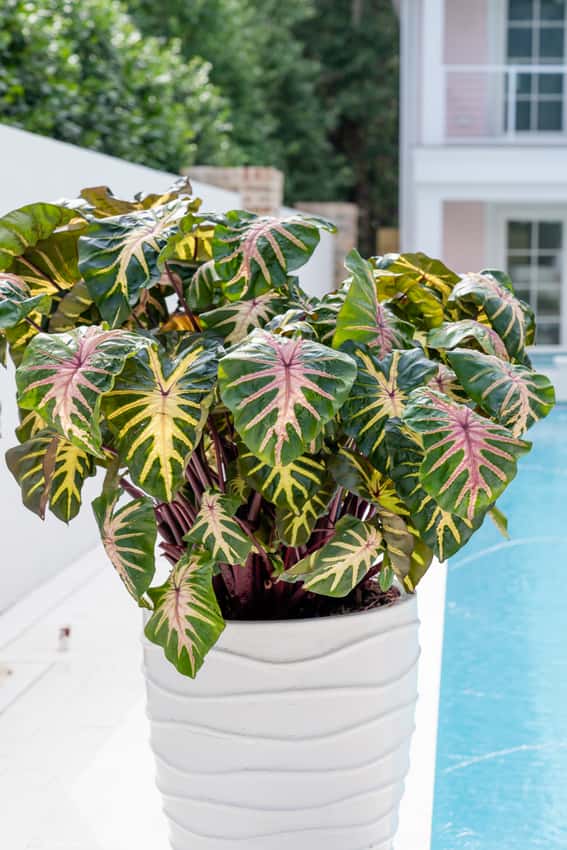 Colocasia ROYAL HAWAIIAN® 'Waikiki'