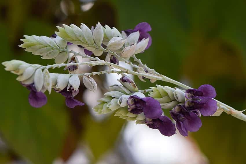 Thalia dealbata