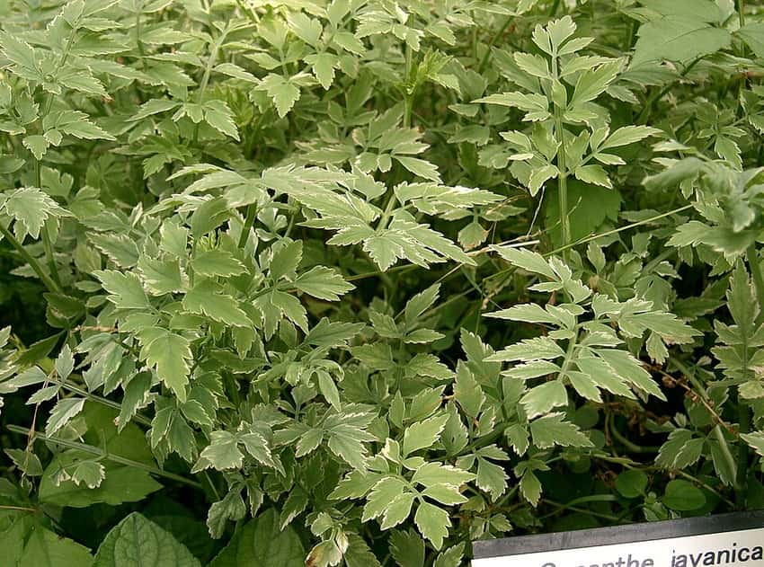 Water celery foliage (Oenanthe javanica)