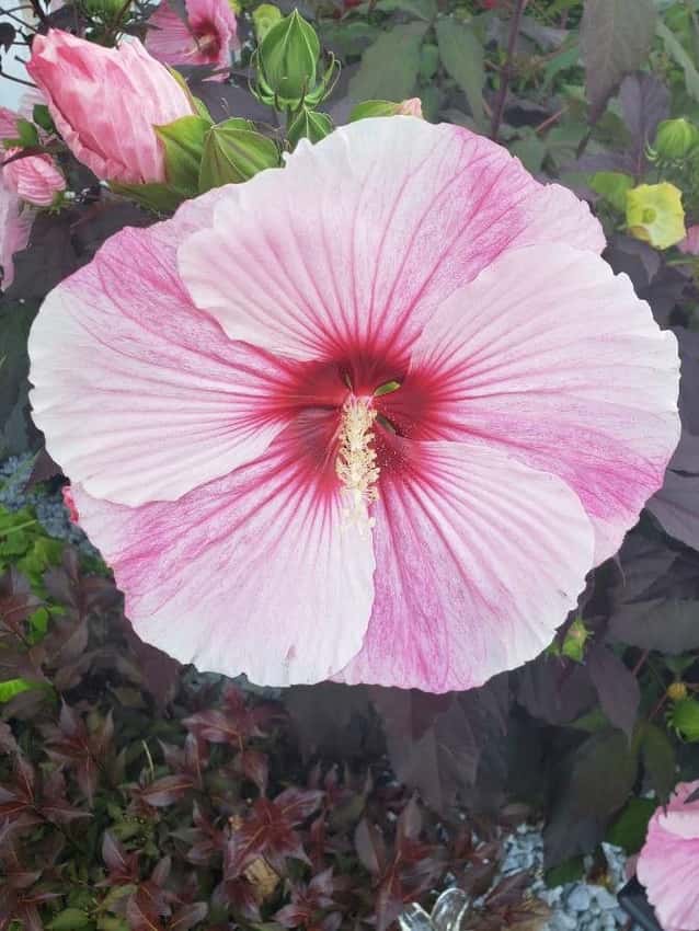 Representative Hibiscus moscheutos; flower color varies.