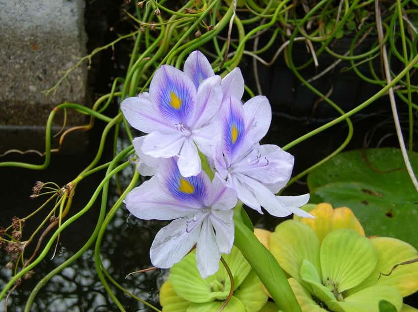 Water hyacinth leaves and lavender flowers