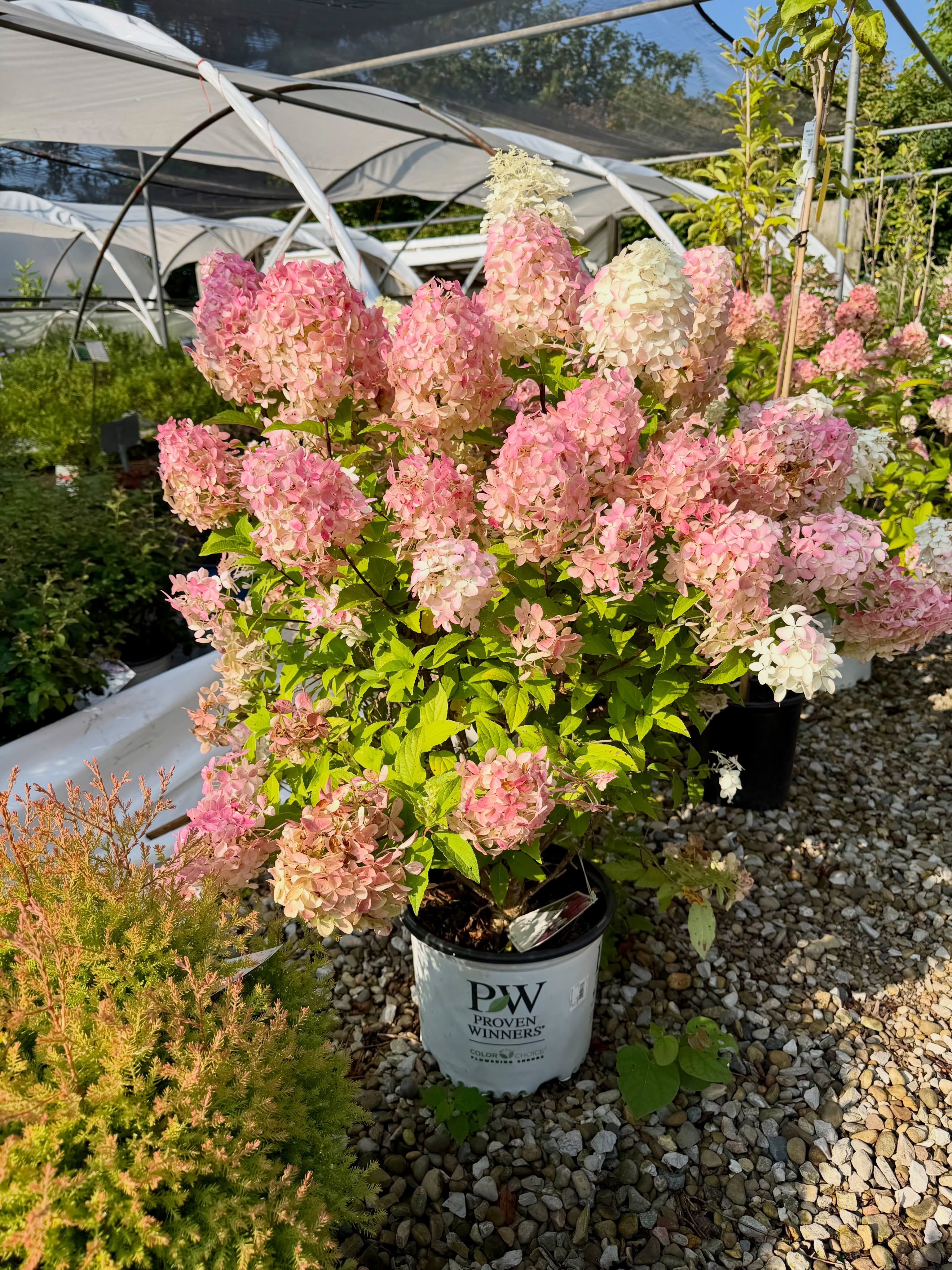 Hydrangea Quickfire in bloom at Reminiscent Herb Farm & Nursery