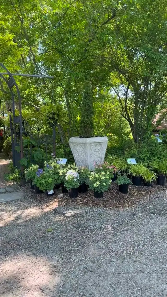 Spring plants and a large planted urn beside the brick paths at Reminiscent Nursery