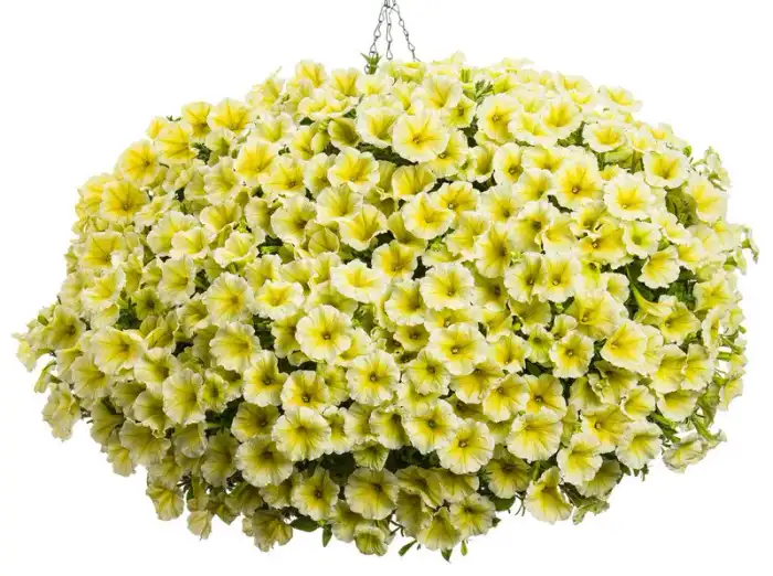 Petunia Supertunia® Limoncello®