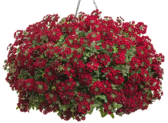 Verbena Superbena® Royale Romance