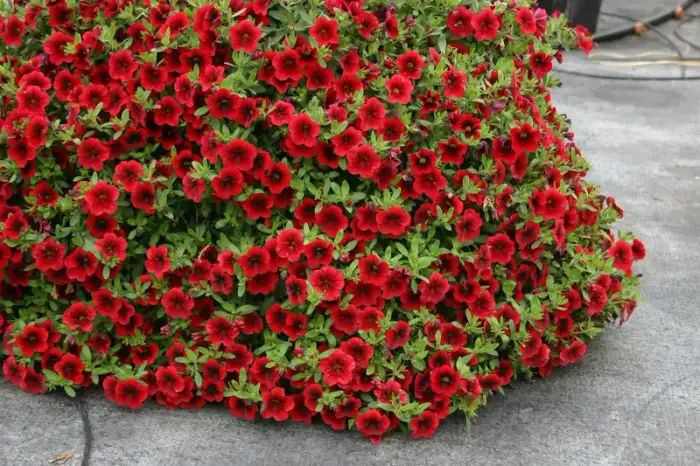 Calibrachoa Superbells® Pomegranate