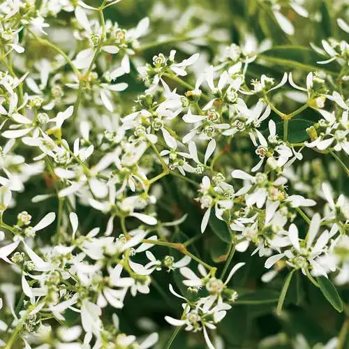 Euphorbia Diamond Frost®