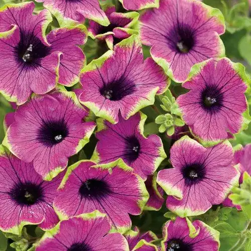 Petunia Supertunia® Picasso in Purple®