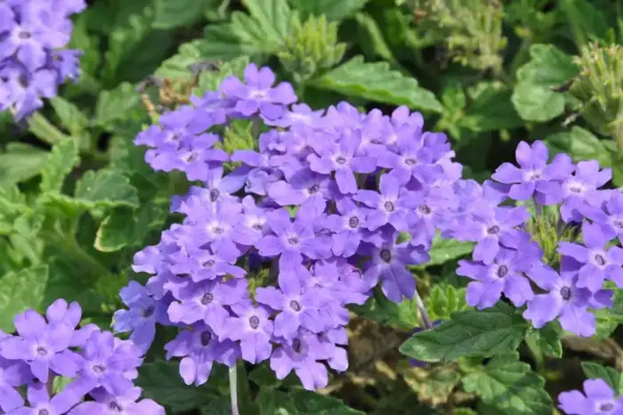 Verbena Superbena® Royale Chambray