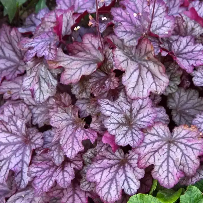Heucherella Dolce® 'Blackberry Ice'